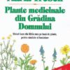 Plante medicinale din Gradina Domnului